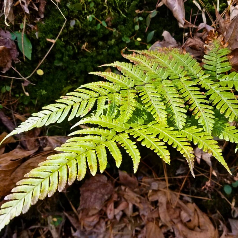 Christmas Fern, Scientifically Known as Polystichum Acrostichoides.