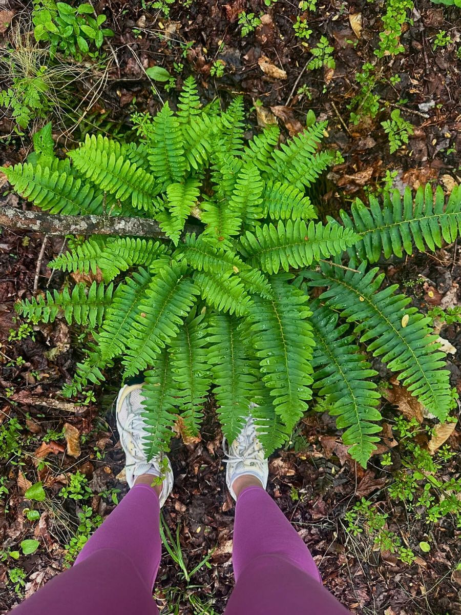 Christmas Fern, Scientifically Known as Polystichum Acrostichoides - Thursd Article