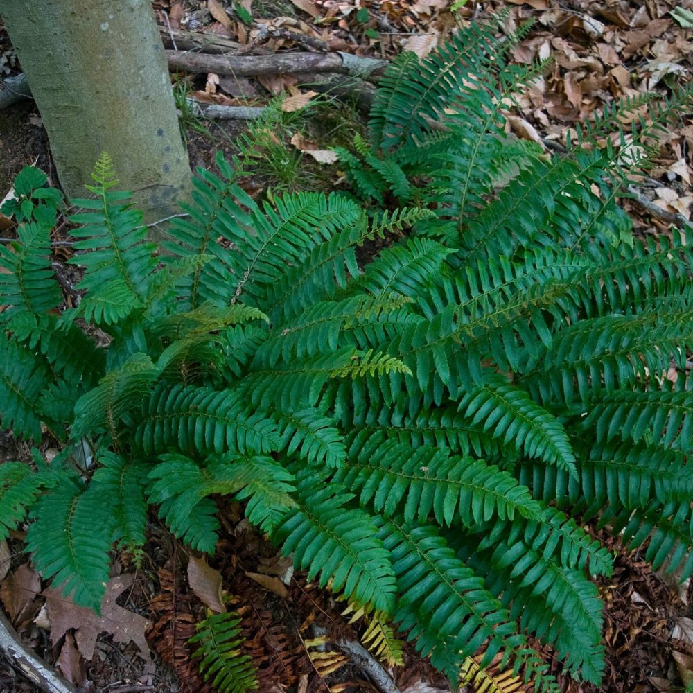 Polystichum Acrostichoides also called Christmas Fern - Thursd Article