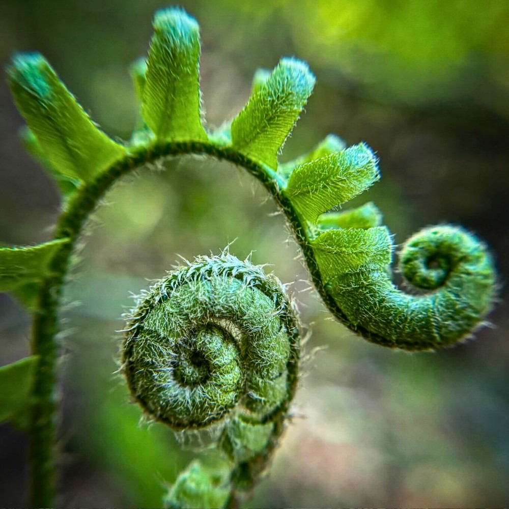 Christmas Fern, Scientifically Known as Polystichum Acrostichoides - Thursd Article