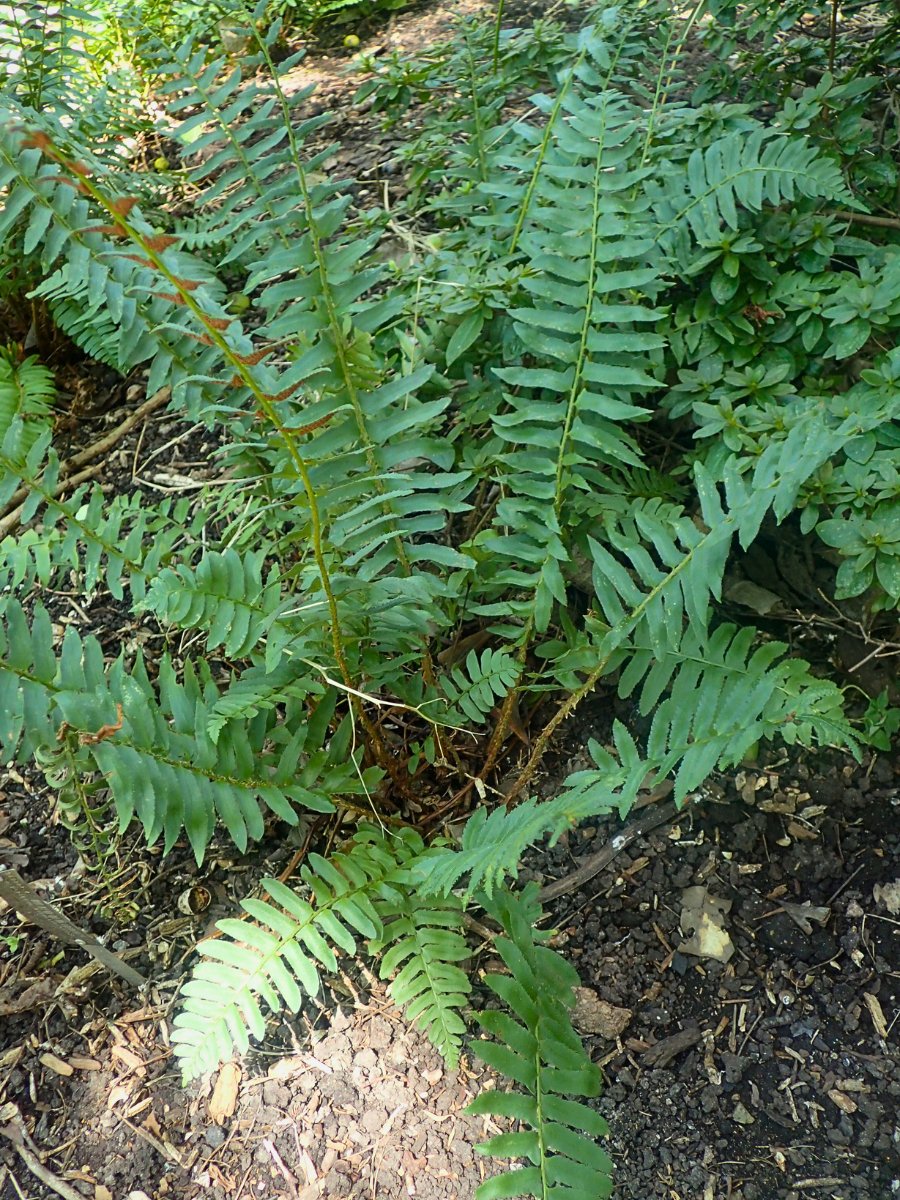 Polystichum acrostichoides growing on a forest trail