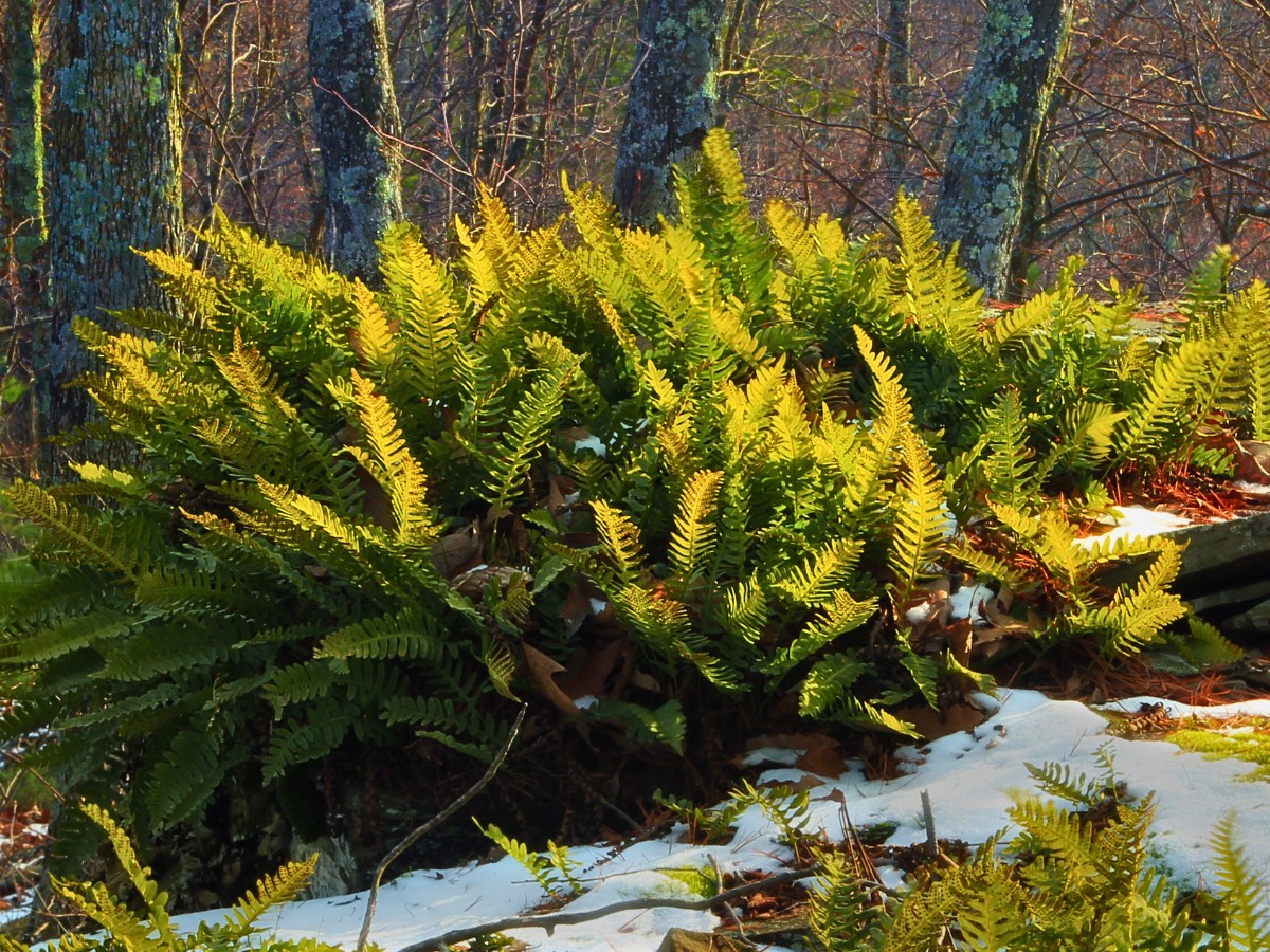 Christmas Fern, Scientifically Known as Polystichum Acrostichoides - Thursd Article