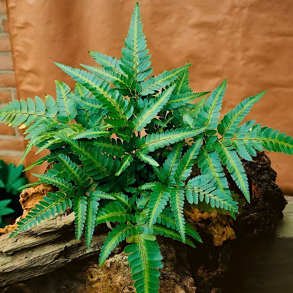 Christmas Fern, Scientifically Known as Polystichum Acrostichoides - Thursd Article