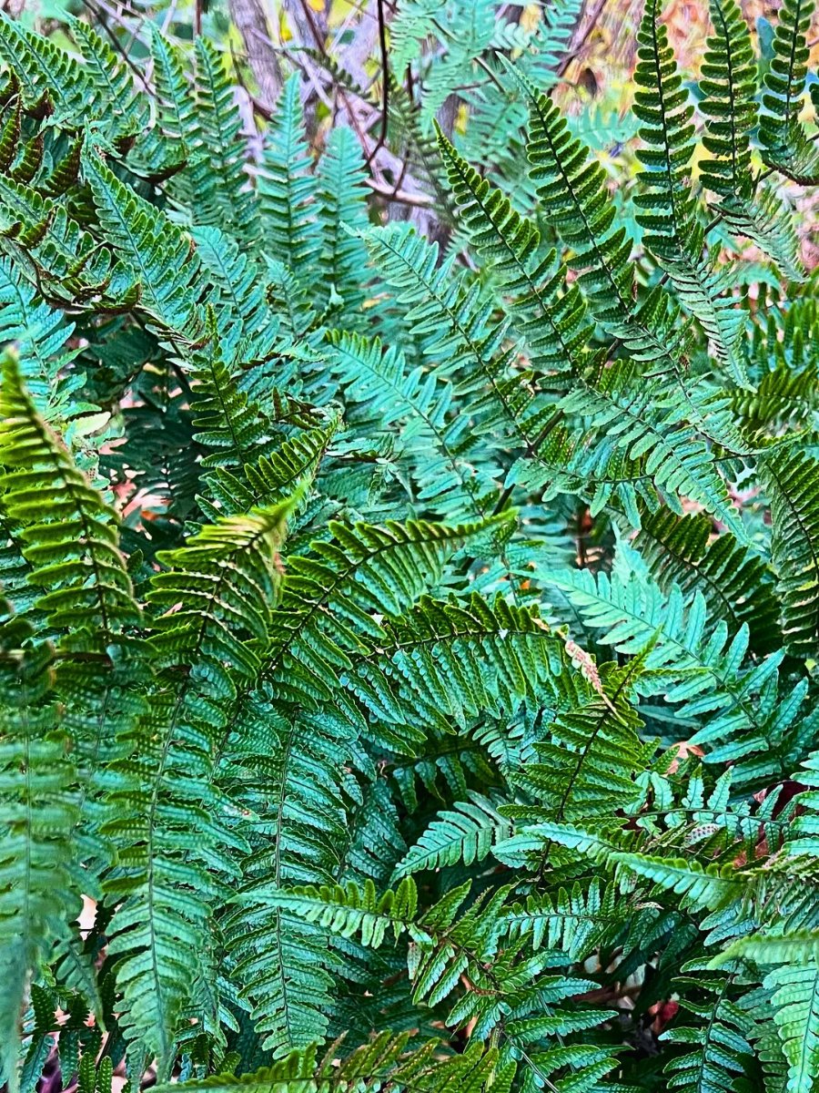 Christmas Fern, Scientifically Known as Polystichum Acrostichoides - Thursd Article