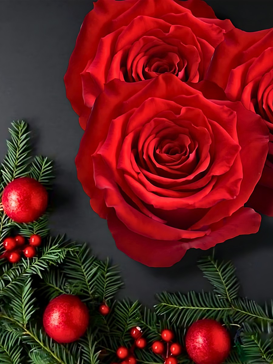 De Ruiter's Rose Born Free