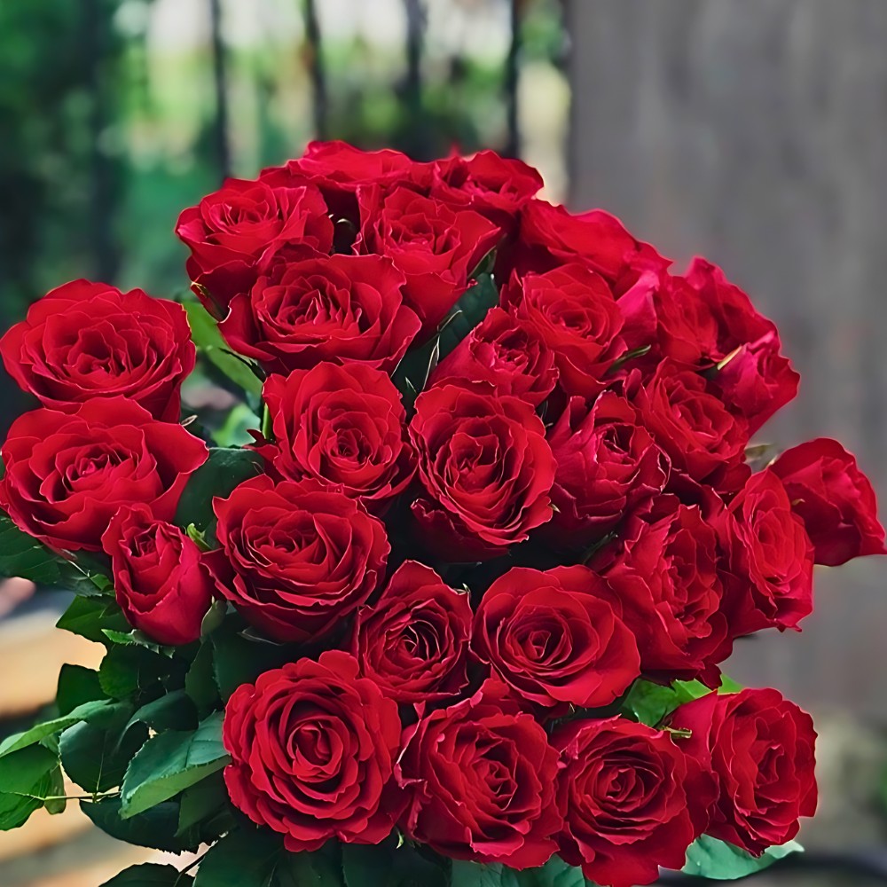 United Selections' Rose Madam Red