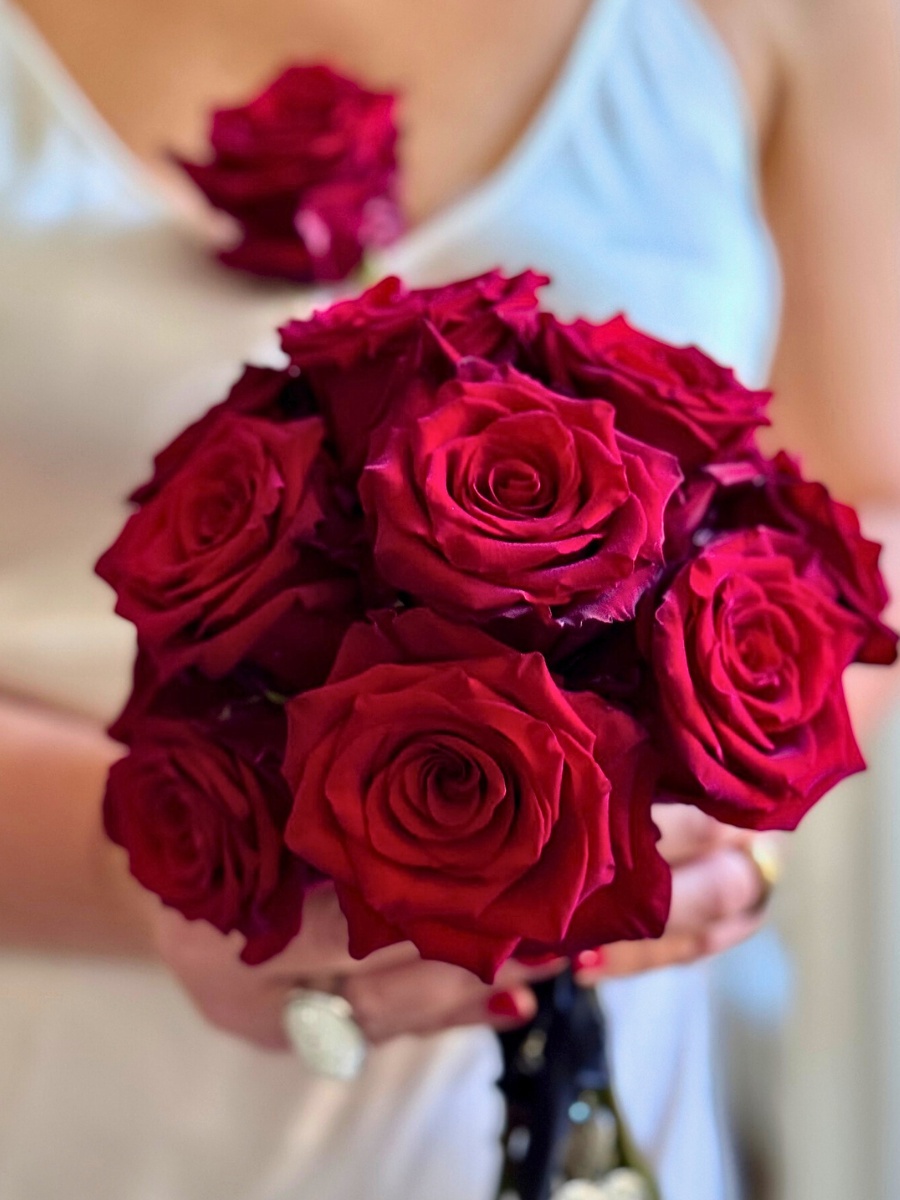 Rose Explorer from Interplant Roses