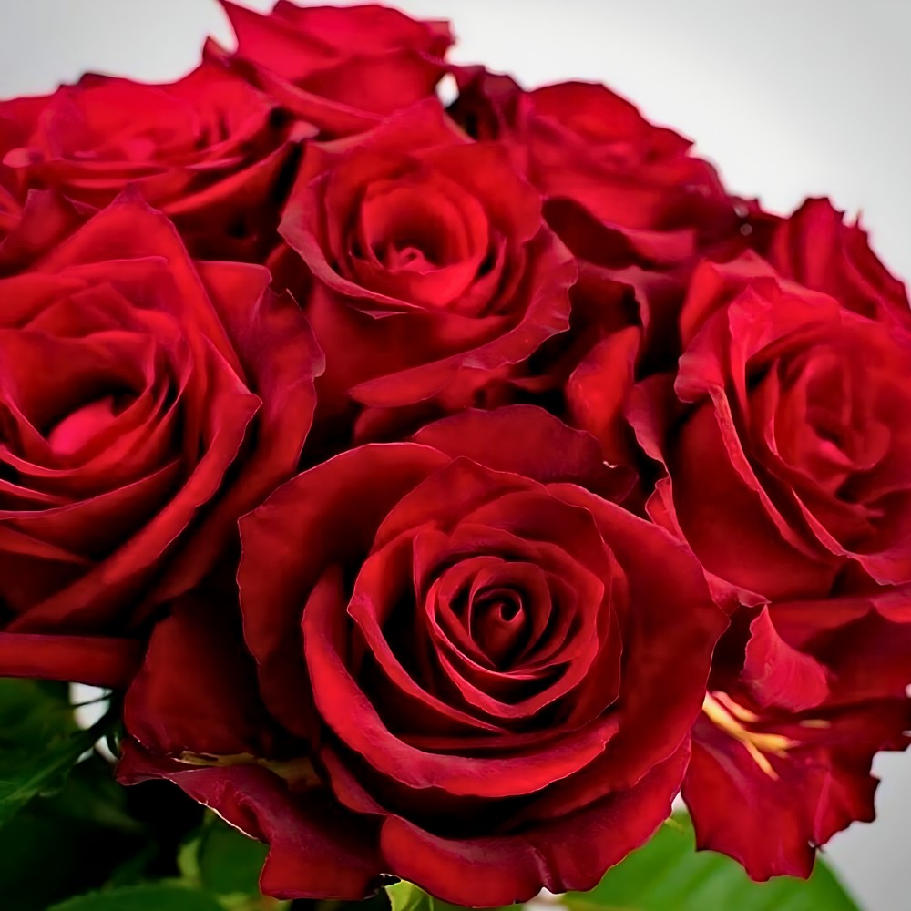 Rose Ever Red by De Ruiter Innovations