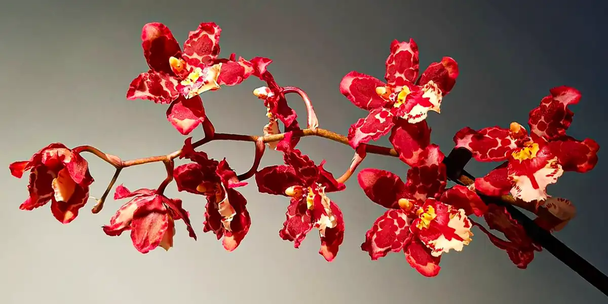 Orchid by Inca Orchid