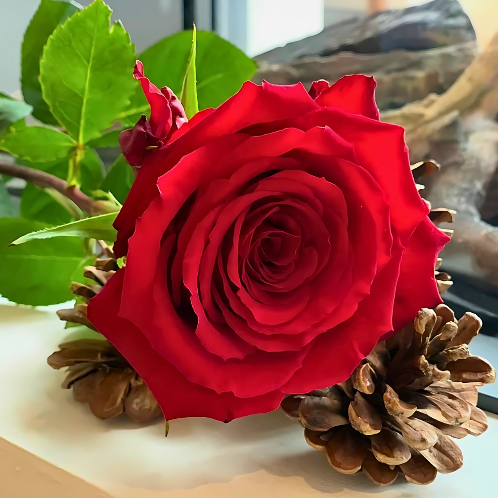 closeup of Rose Finally from United Selections