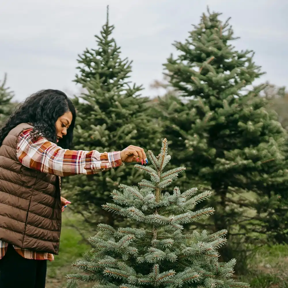 How to Easily and Sustainably Harvest Festive Greens for Decor in Your Neighborhood - Thursd Article