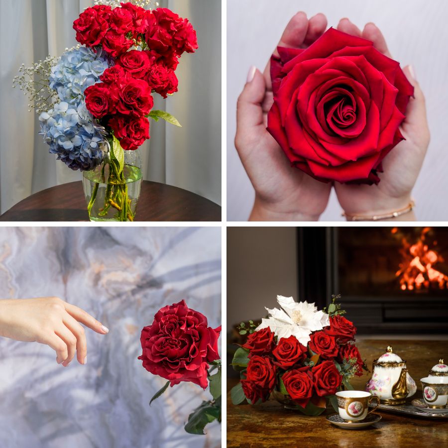 Red roses collection by Star Roses
