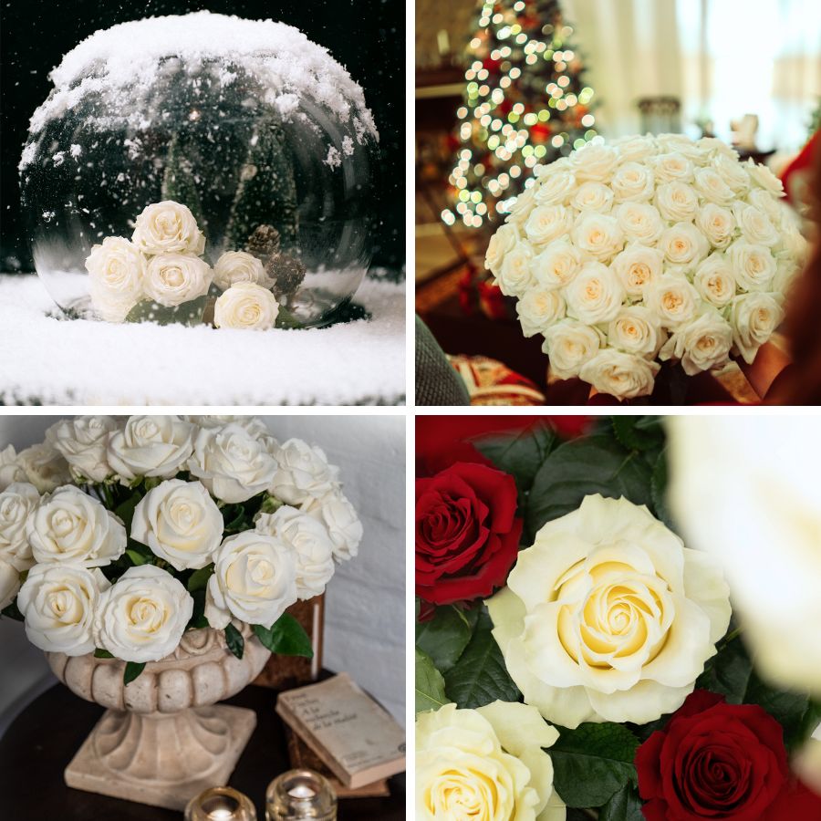 White roses collection by Star Roses