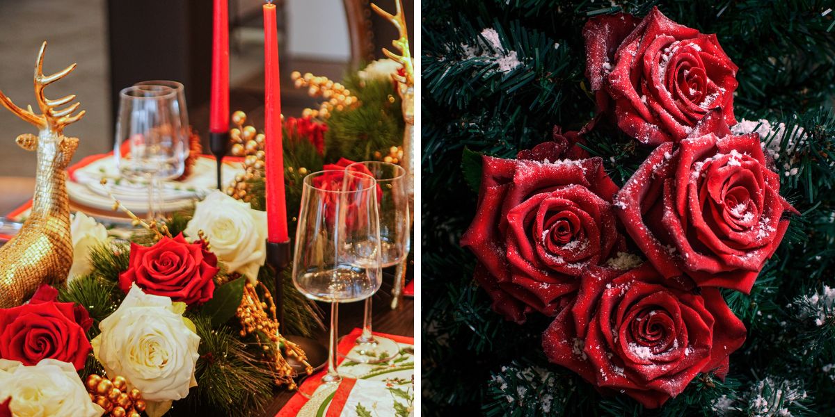 Christmas decorations with Star Roses