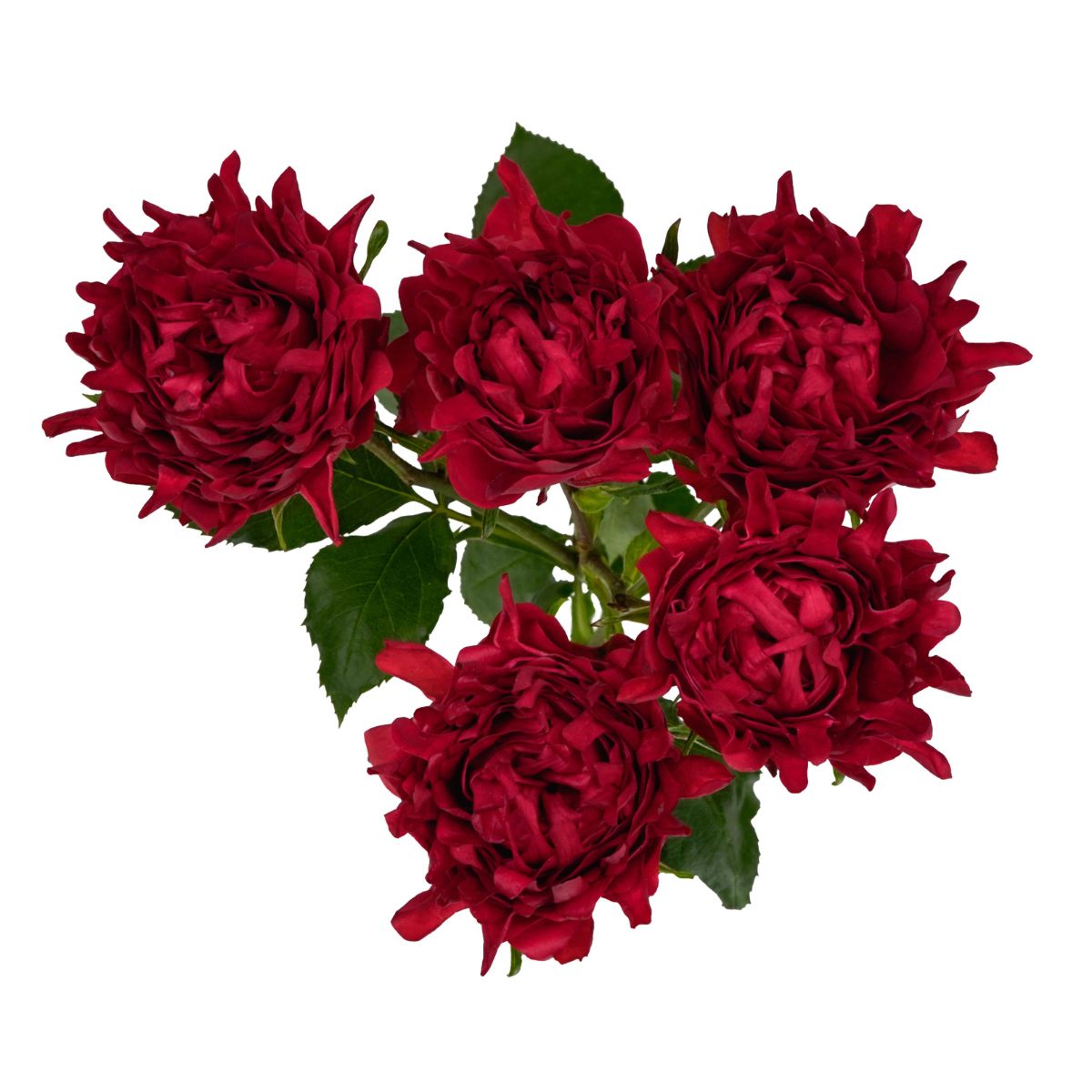 Red flow spray roses by Star Roses