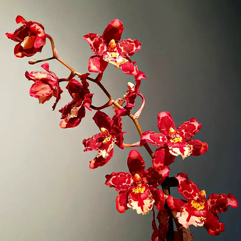 Orchid by Inca Orchid