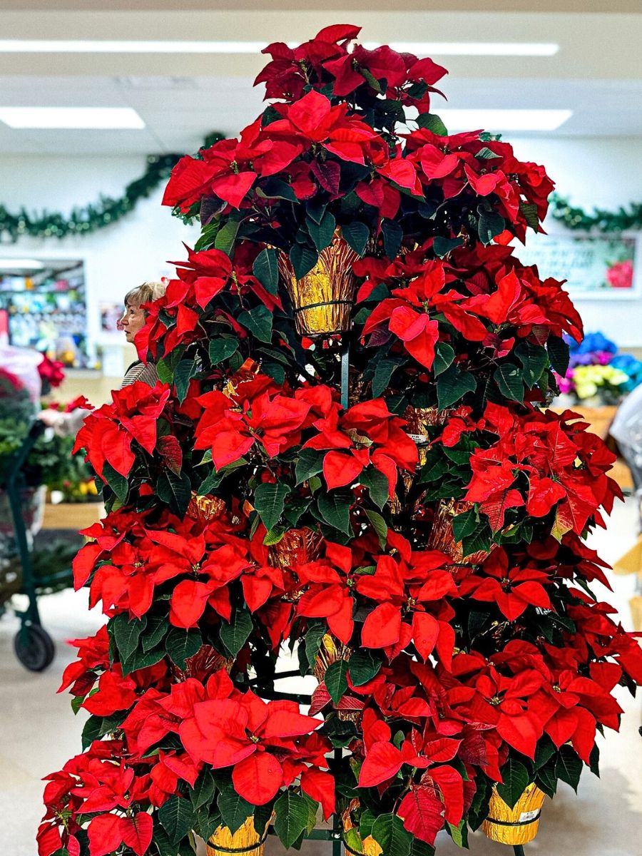 Poinsettia tree