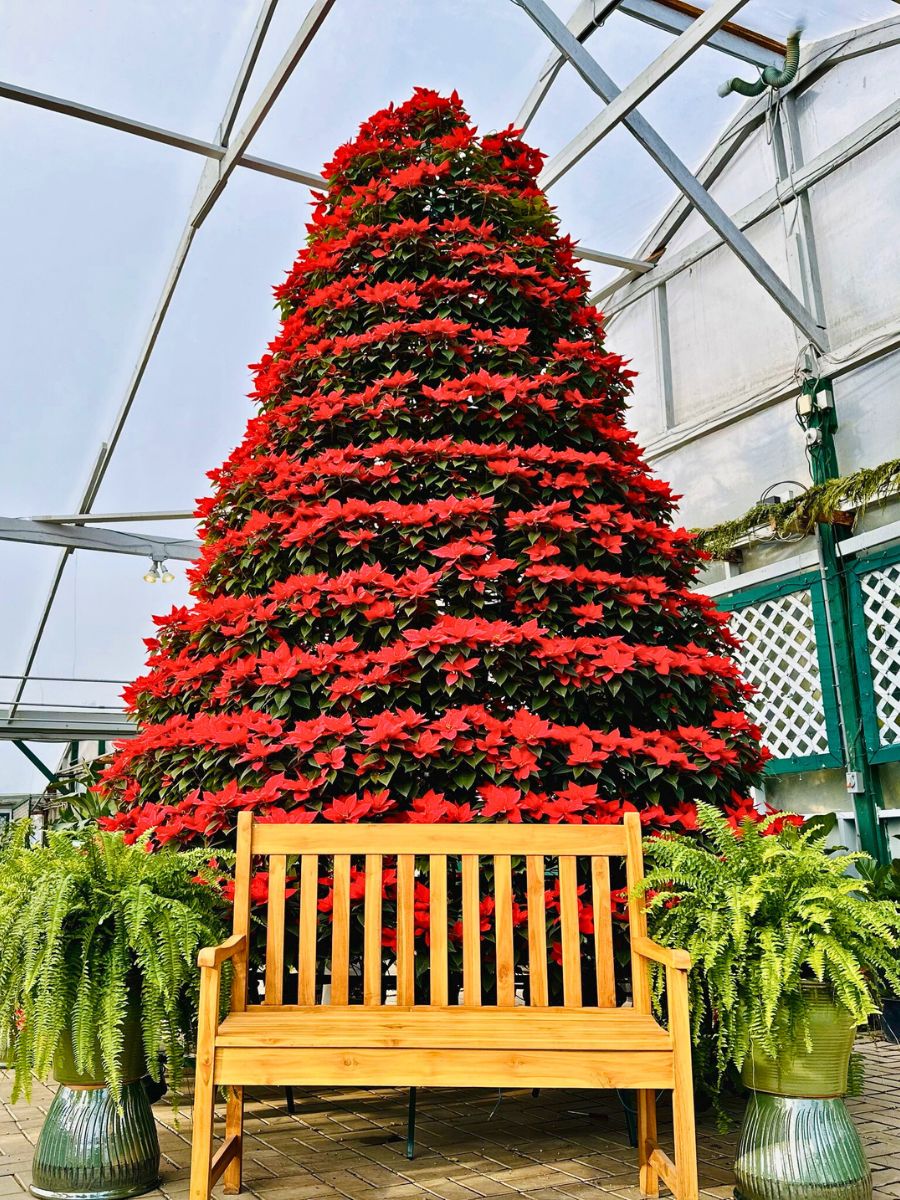Poinsettia tree