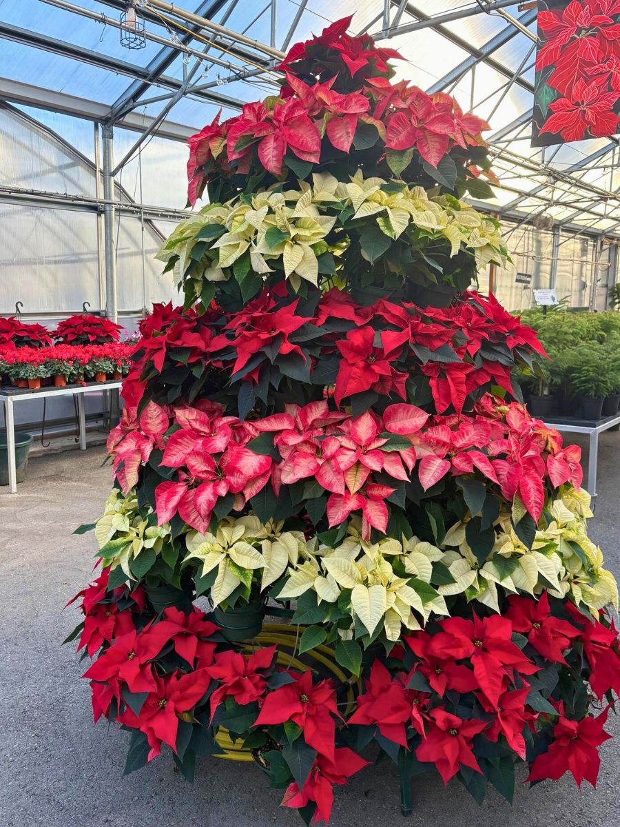 Poinsettia tree
