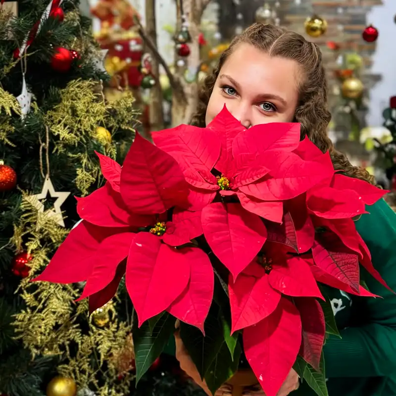 Girl with poinsettia