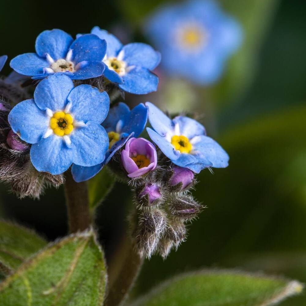 forget me not flower captured in macro photography