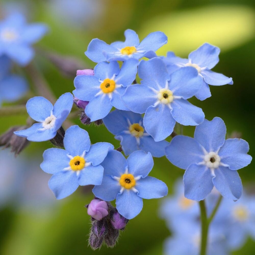 Myosotis alpestris is the official state flower of Alaska, US and Dalsland, Sweden