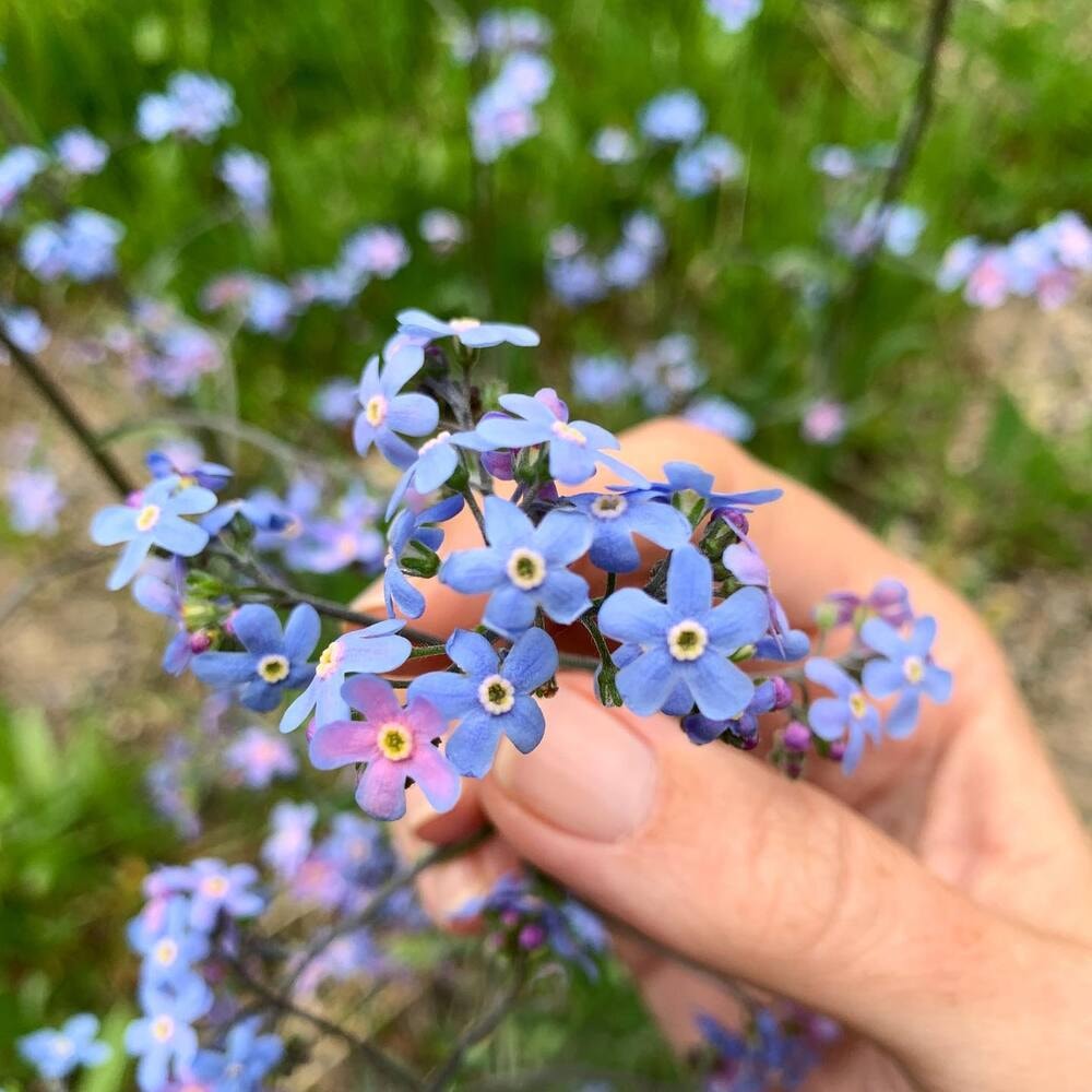 Mountain forget me not flower