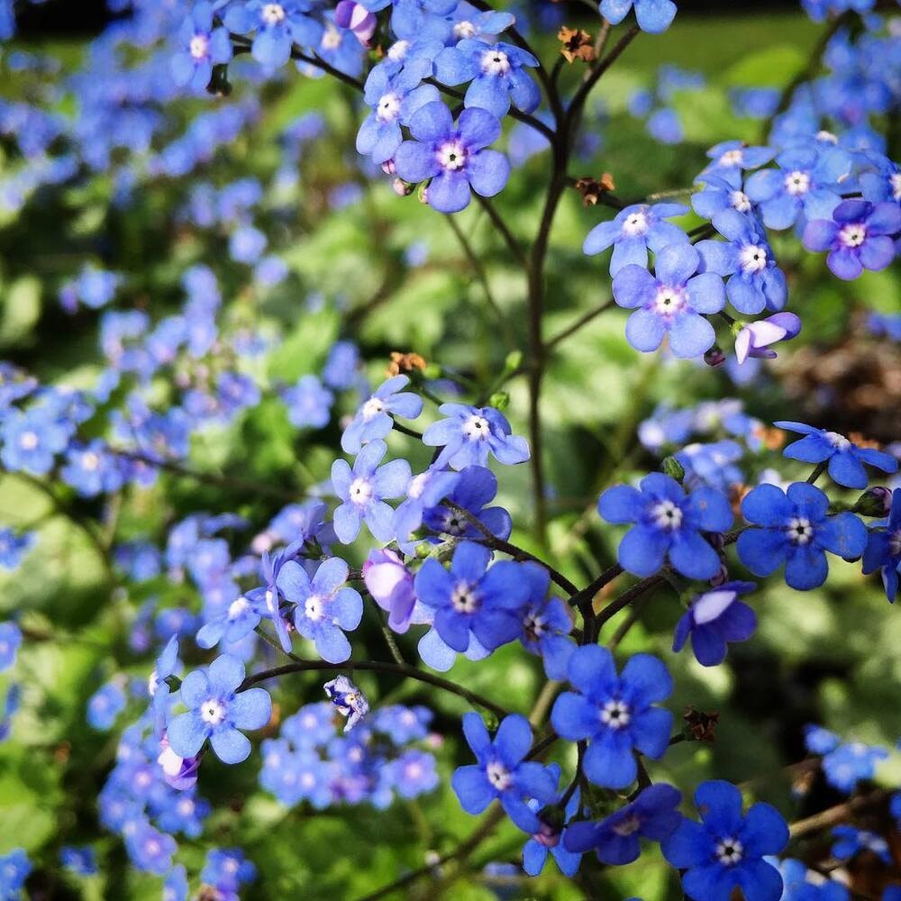 Alphine forget me not flowers growing outdoors