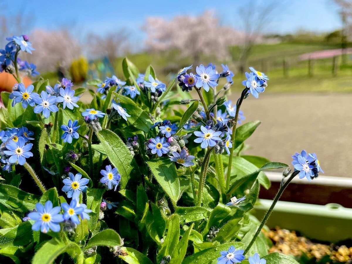 Miosotis 'Miomarc' - a typical garden variety