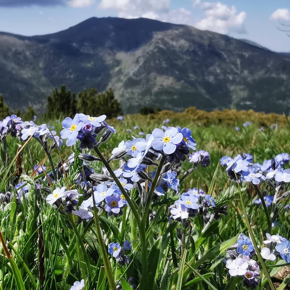 Myosotis alpestris is a typical flower growing in altitudes in range of 1500 to 2800m