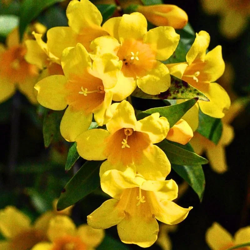 State Flower of South Carolina Feature Image