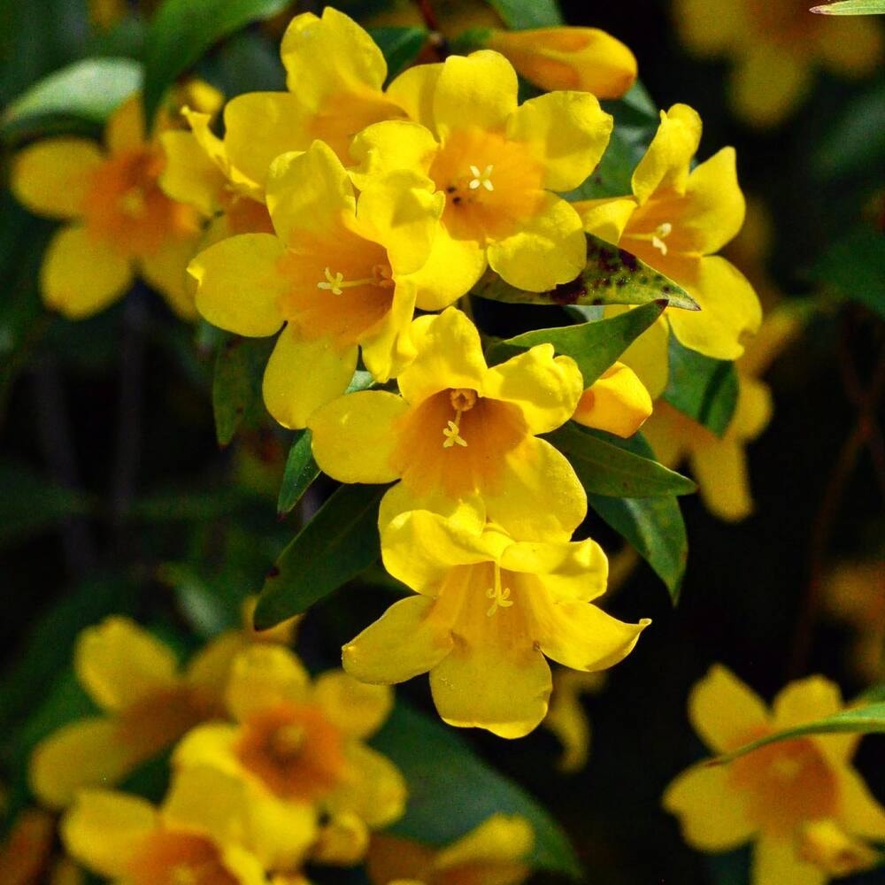 closeup of the state flower of South Carolina - the Yellow Jessamine