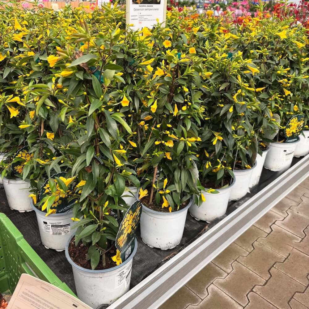 bunch of potted yellow jessamine ready for sale