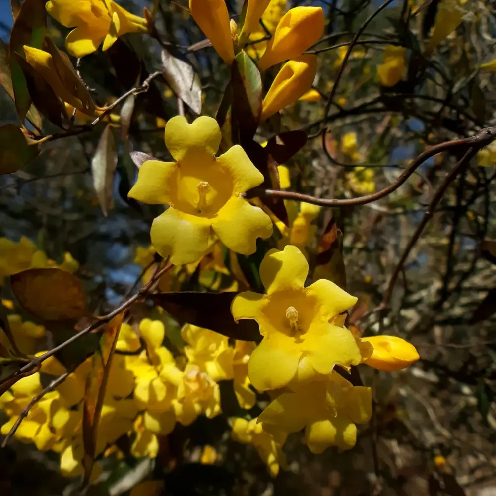 Carolina jasmine, aka yellow jessamine