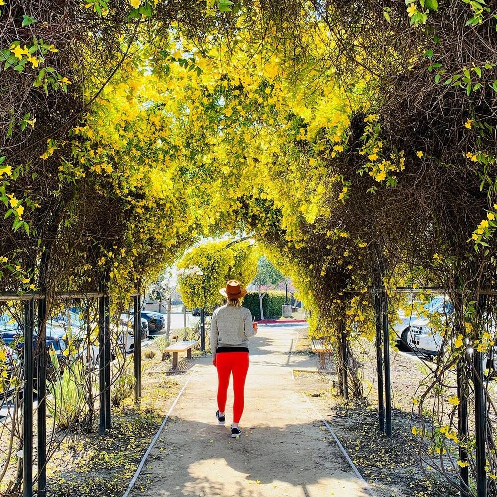 Yellow jessamine is a climber