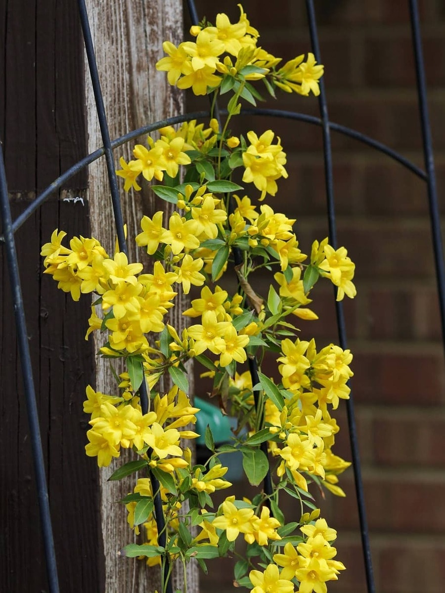the beautiful yellow shades of the South Carolina state flower