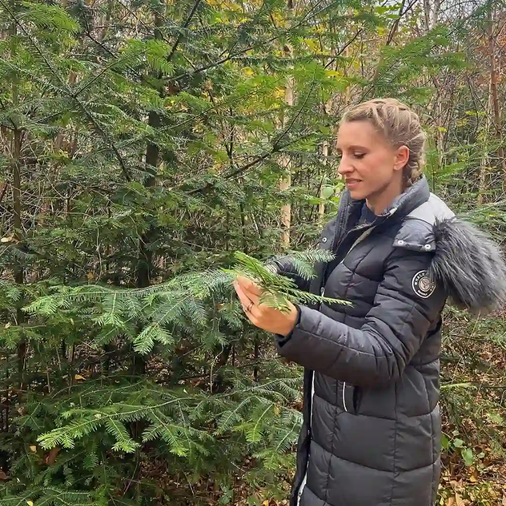 How to Easily and Sustainably Harvest Festive Greens for Decor in Your Neighborhood - Thursd Article