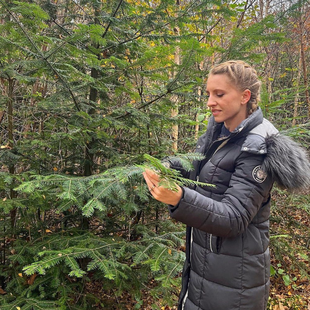 How to Easily and Sustainably Harvest Festive Greens for Decor in Your Neighborhood - Thursd Article