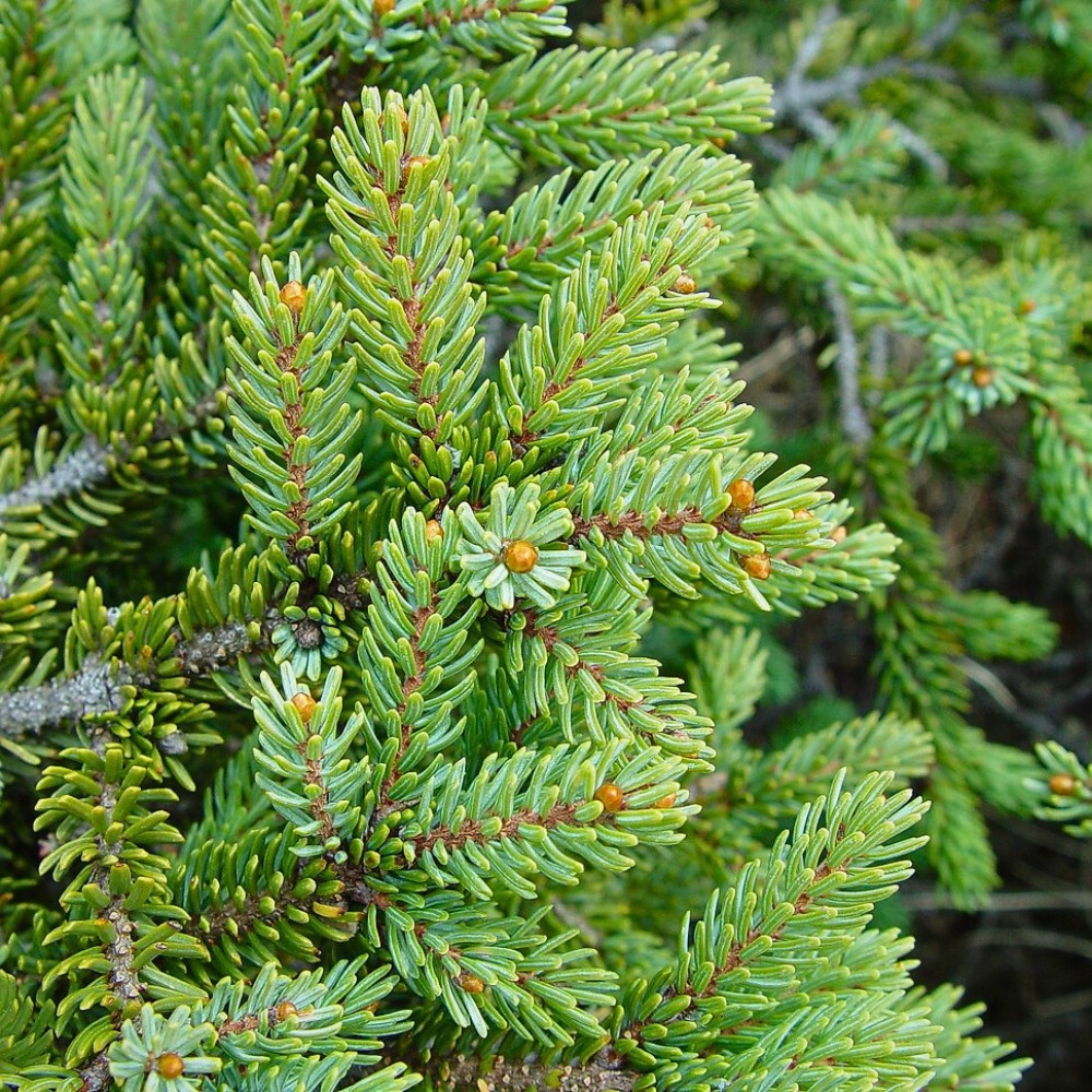 evergreen needles of a fir tree