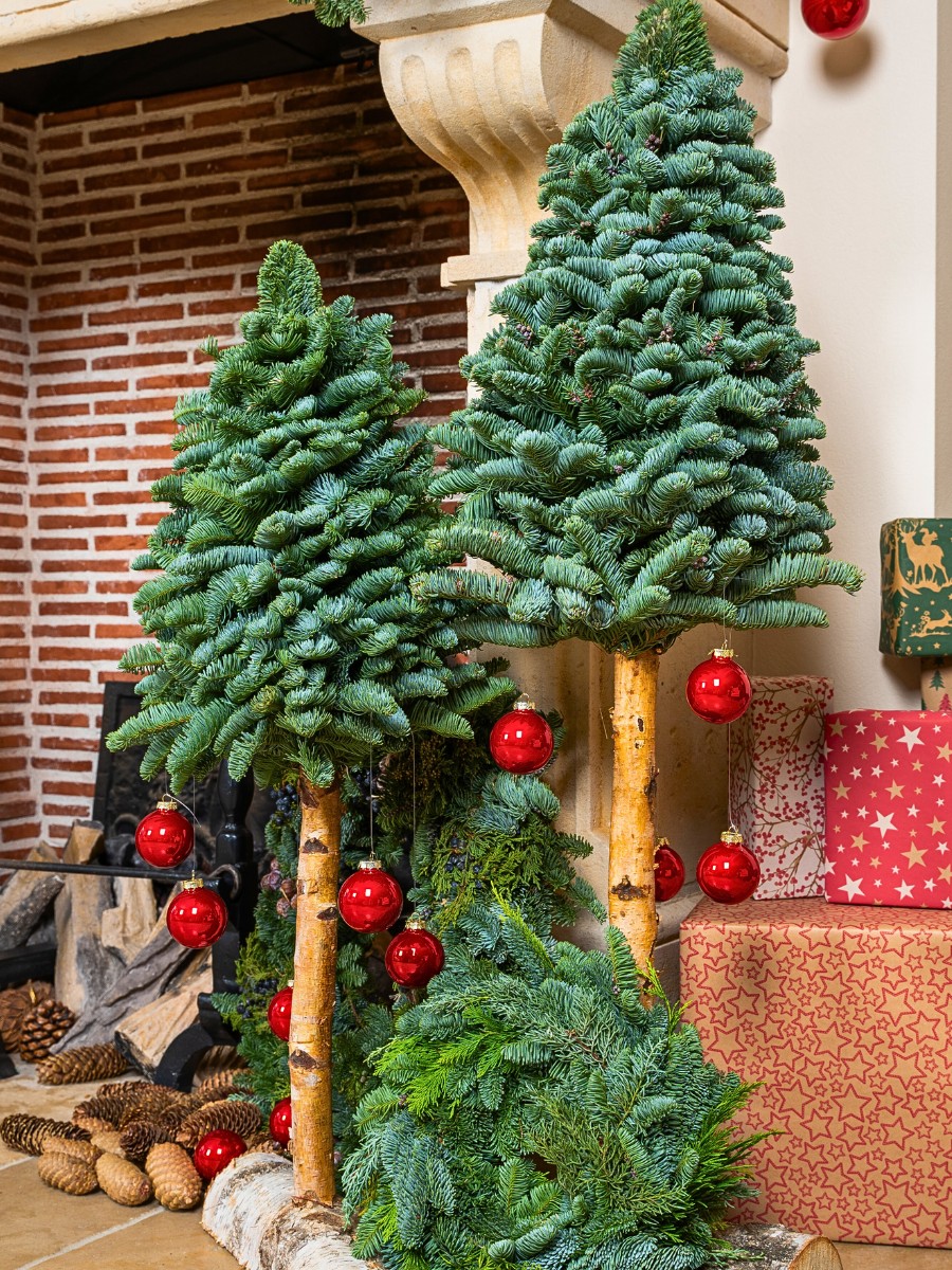 Varieties of fir from Adomex