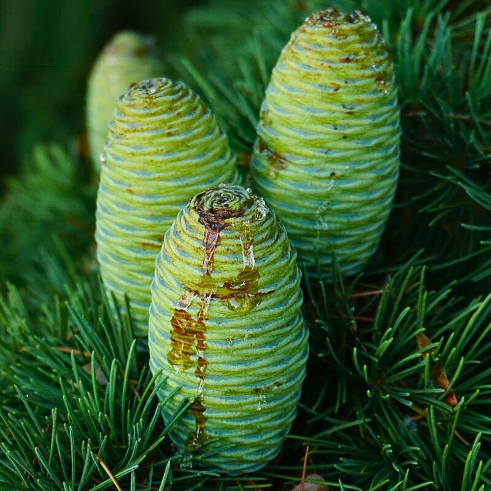 Upright cones of the Abies grandis - fir cones