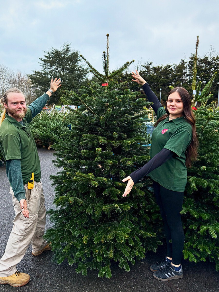 Nordmann fir tree for christmas decoration