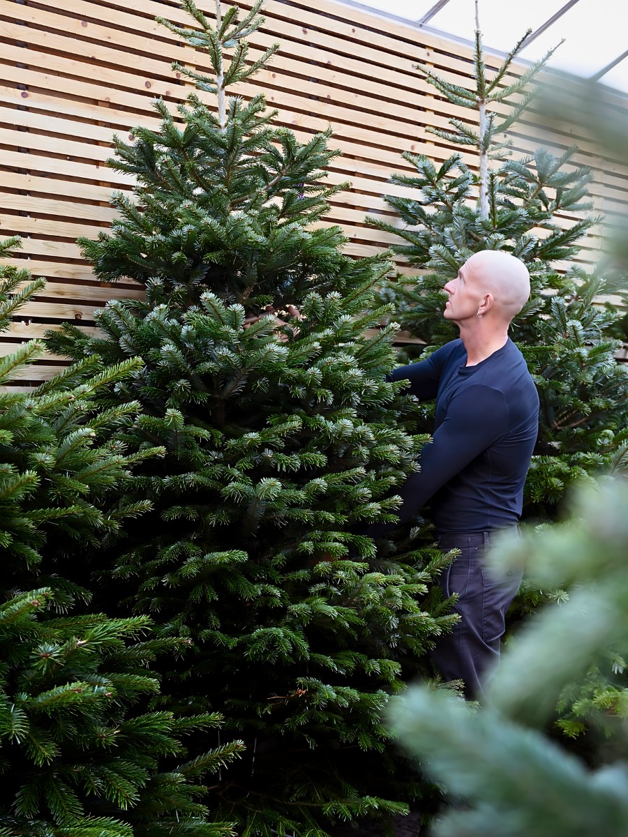 a man taking care of Nordmann firs