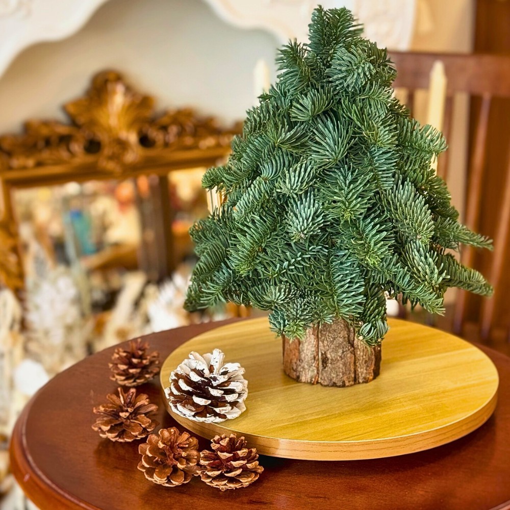Noble fir in a table decor