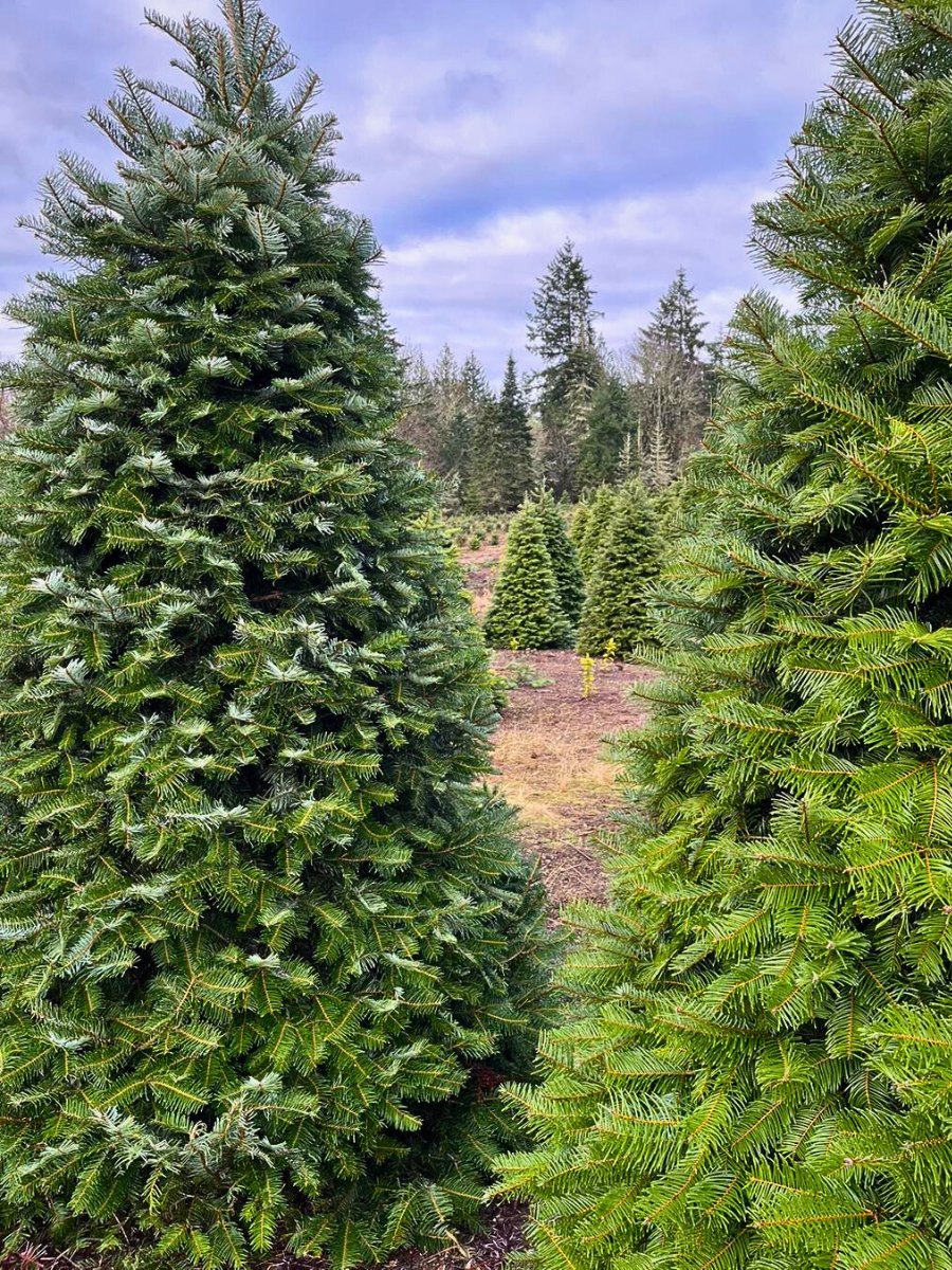 The Grand Fir or Abies Grandis