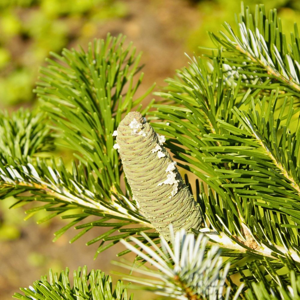 European Silver fir and a closeup of its needles