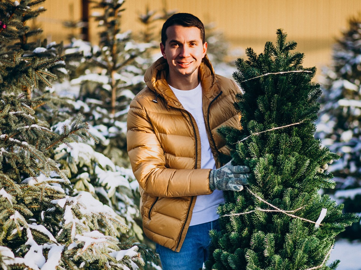 Types of Fir Trees, from Christmas Favorites to Their Ornamental Landscaping Cousins.