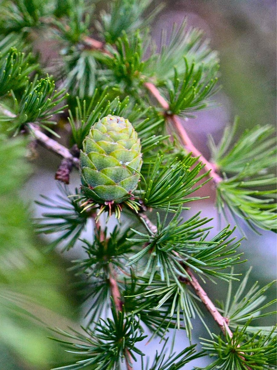 cones growing on a fir tree