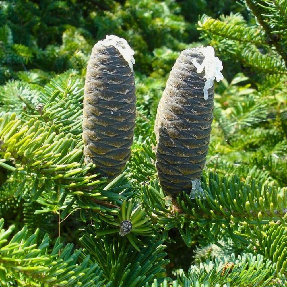 balsam fir