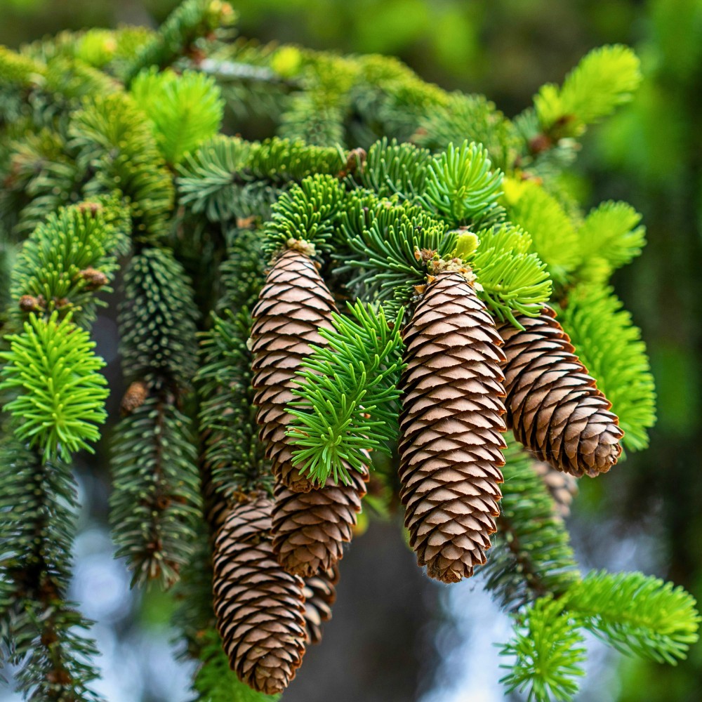 Holiday Evergreen and Floral Scents Affect Well-Being